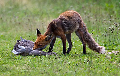 Foto van een vos met een gevangen grauwe gans, Oostvaardersplassen