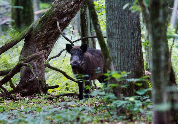 Foto van een wild zwijn in het bos van Bialowieza