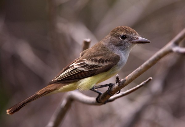 Photo of a Brown-crested Flycatcher,  Bonaire, Caribbean Netherlands