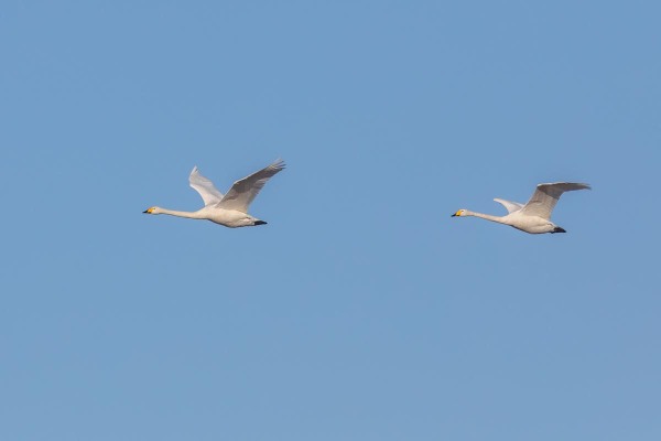 Foto van wilde zwanen, Nationaal Park Lauwersmeer
